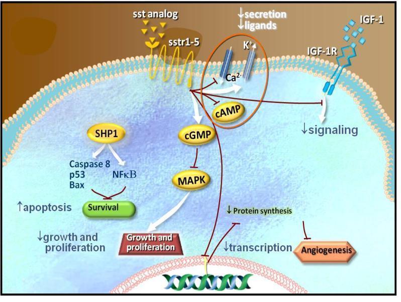 Η λογική για τη χρήση των SSA στα NEΝ Σωματοστατίνη (SST; somatotropin release-inhibiting fact