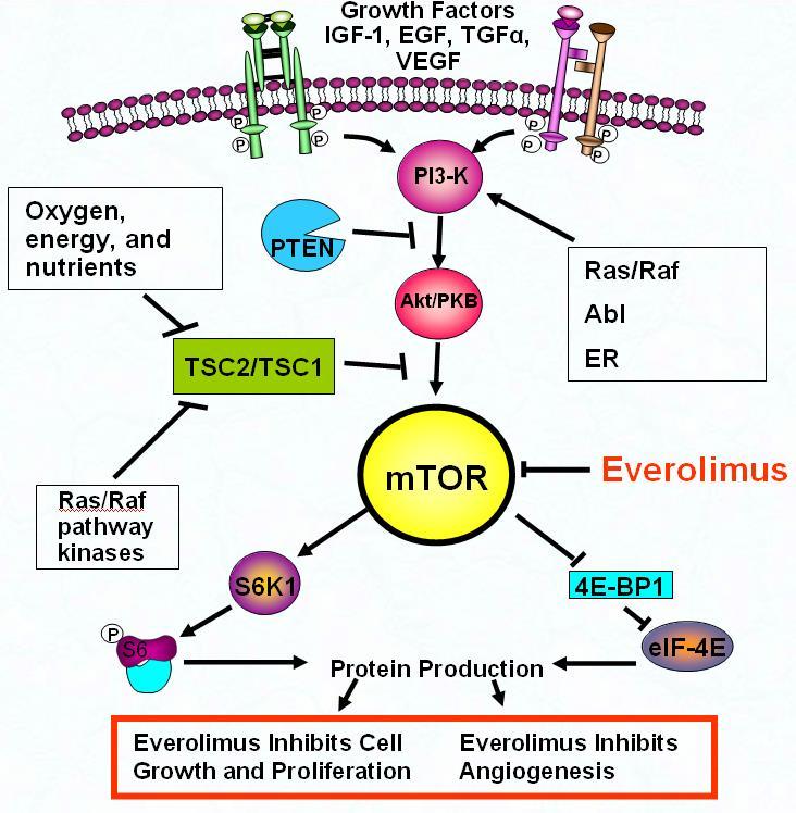 Η λογική του συνδυασμού SSAs & mtori ενδοκυττάρια πρωτεϊνική κινάση (σερίνη/θρειονίνη) σε κεντρικό σημείο μεταγωγικών κυτταρικών μονοπατιών Octreotide