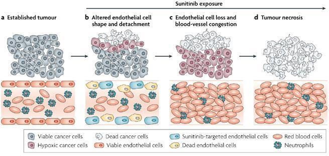 Sunitinib maleate (SU11248/Sutent) TKI, με στόχο πολλαπλούς RTKs, εμπλοκή σε διάφορα μονοπάτια κυτταρικού σήματος που σχετίζονται με την αγγειoγένεση, κυτταρική αύξηση και επιβίωση: PDGF-Rs, VEGF-Rs,