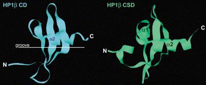 Εικόνα 3. οµή του χρωµοτοµέα (chromodomain, CD) και του χρωµοσκιώδη τοµέα (chromoshadow, CSD) της πρωτεΐνης HP1β. N- και C- είναι τα αµινο- και καρβοξυ-τελικά άκρα των δύο περιοχών.