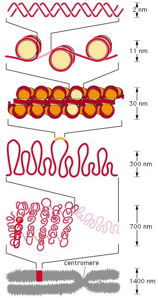 µια µικρή περιοχή της διπλής έλικας του DNA χρωµατίνη στη µορφή «χάντρες κοµπολογιού» ίνα χρωµατίνης διαµέτρου 30 nm από συσκευασµένα νουκλεοσωµάτια διατοµή ενός χρωµοσώµατος σε εκτεταµένη µορφή