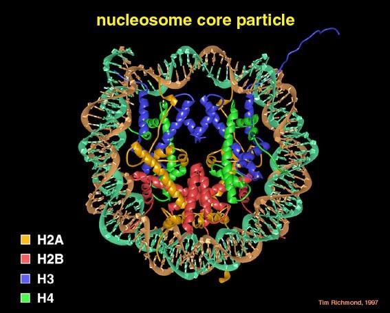 Εικόνα 2. Μοντέλο της δοµής του νουκλεοσώµατος, το οποίο περιλαµβάνει τις πυρηνικές (core) ιστόνες και το περιελιγµένο DNA.