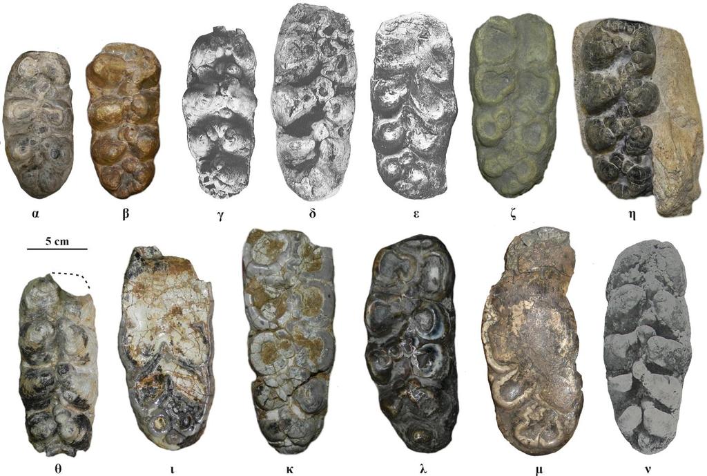 Σχήμα 3.43. Μορφολογία του m3 του γένους Choerolophodon από διάφορες απολιθωματοφόρες θέσεις. α) m3 dex, C. kisumuensis, NHMUK-M 15542, Maboko β) m3 dex, C.