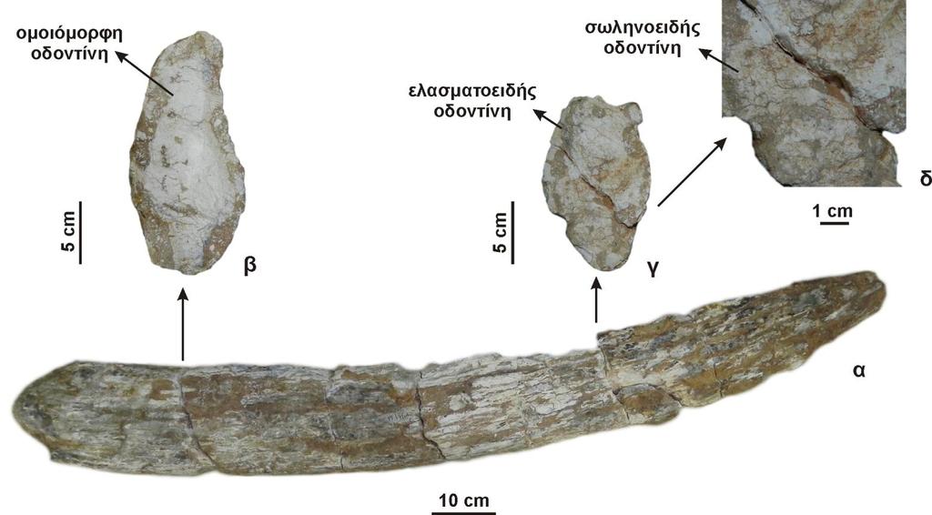 Σχήμα 3.46. Δεξιός κάτω χαυλιόδοντας, Konobelodon atticus, AMPG-PA 1972/61.