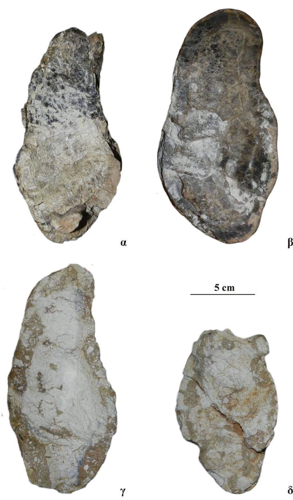 3. Συστηματική Παλαιοντολογία από το Kertch 1,4 m (Pavlow 1903) και από το Πικέρμι επίσης 1,4 m. Η μορφολογική και μετρική ομοιότητα του δείγματος του Πικερμίου, τόσο με τον ολότυπο του M.