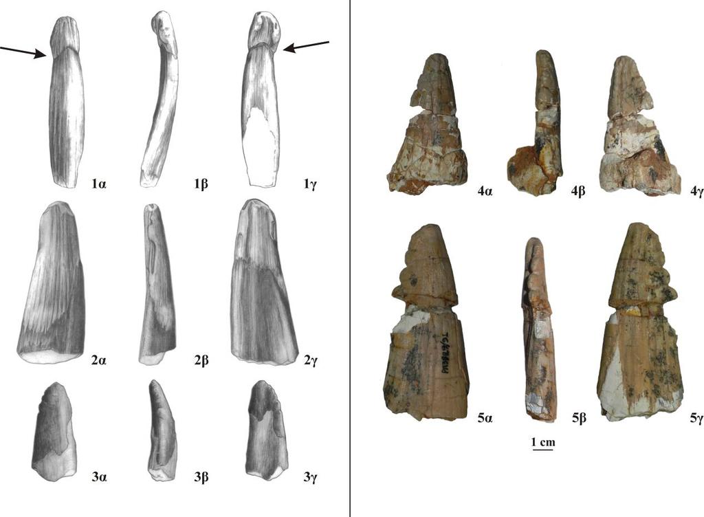 3. Συστηματική Παλαιοντολογία Ωστόσο, οι διαφορές στο σχήμα βρίσκονται εντός της ποικιλότητας, καθώς συνδυάζονται με όμοια μορφολογία των dp2 και dp3 (Σχήμα 3.61).
