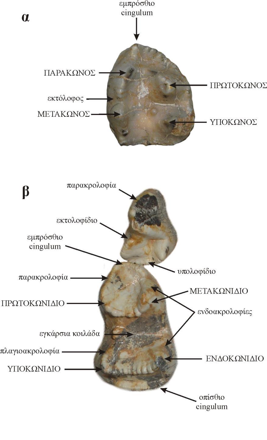 2. Ορολογία και μεθοδολογία μετρήσεων Σχήμα 2.1. Ορολογία των δοντιών των δεινοθηρίων.