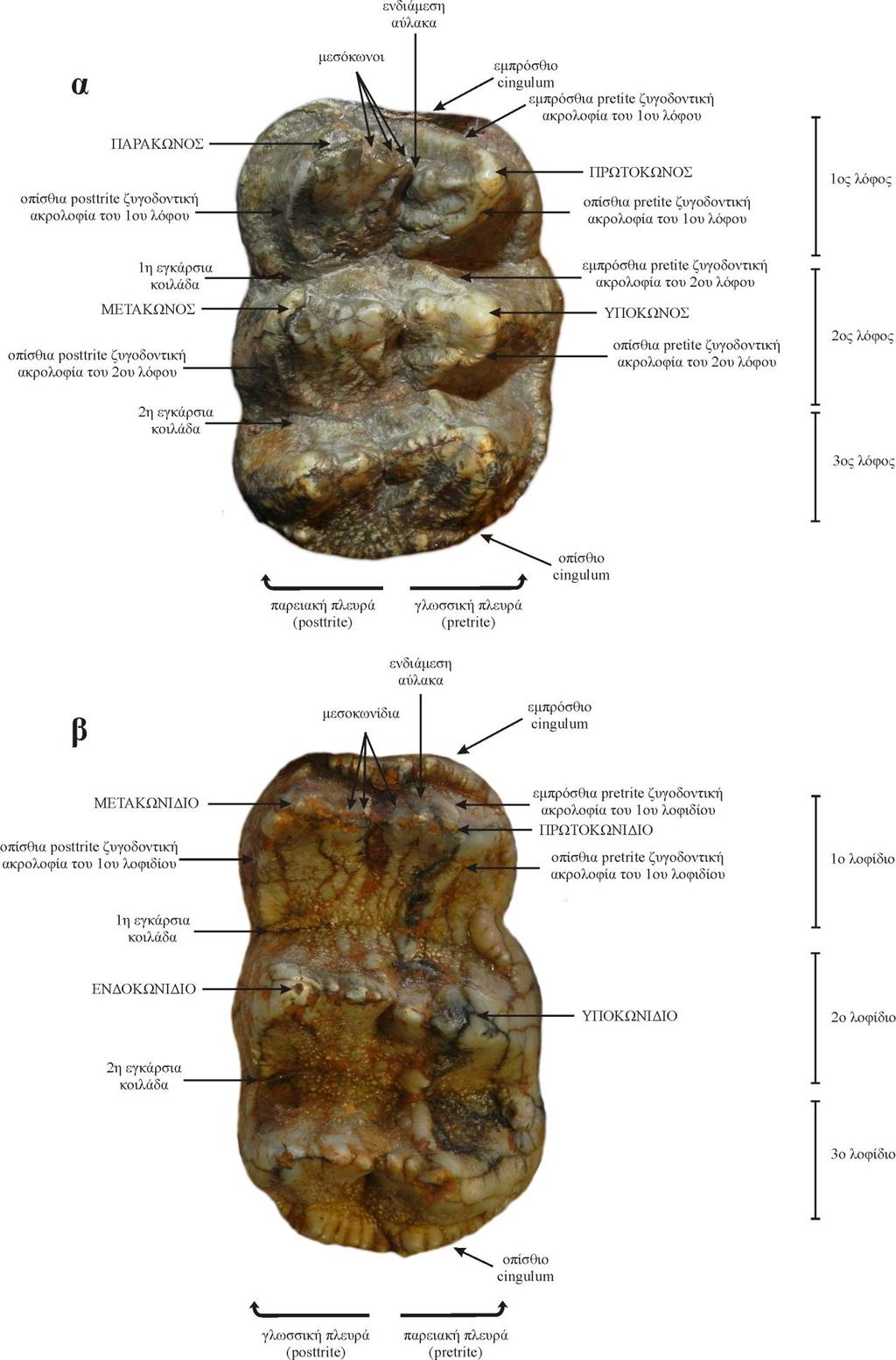 2. Ορολογία και μεθοδολογία μετρήσεων Σχήμα 2.2. Ορολογία ζυγοδοντικού τύπου δοντιών. α) DP4 dex, Mammut sp.