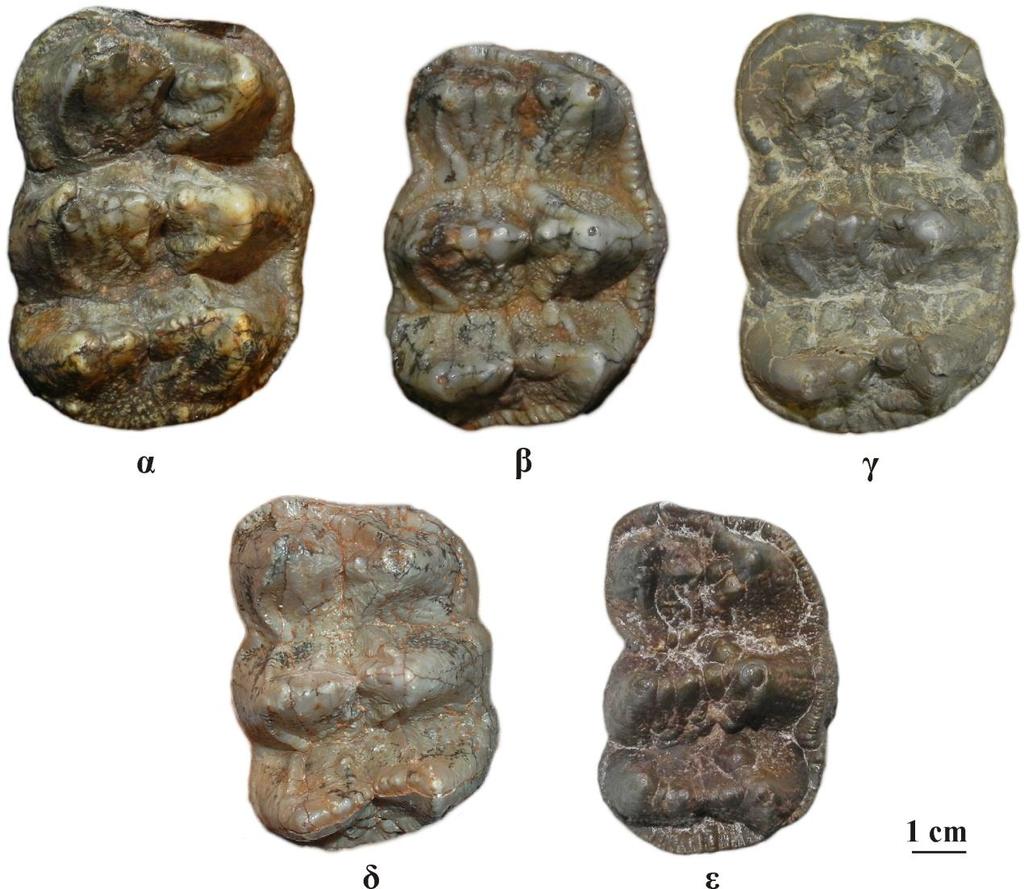 3. Συστηματική Παλαιοντολογία Σχήμα 3.12. Μορφολογία του DP4 ζυγοδόντων από διάφορες απολιθωματοφόρες θέσεις. α) DP4 dex, Mammut sp., MNHN-PIK-3613, Πικέρμι β) DP4 dex, Mammut sp.