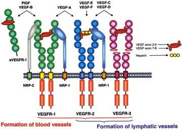 µορίου. Οι υποδοχείς VEGFR-2 και VEGFR-3 παρουσιάζουν 80% οµοιότητα µε τον VEGFR-1 ως προς την περιοχή της κινάσης της τυροσίνης [104].