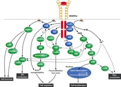 VEGFR-2 πραγµατοποιούνται µέσω της ενεργοποίησης 3 σηµατοδοτικών οδών όπως: της φωσφατιδυλινοσιτόλης (PI3K) και της άλφασερίνης/θρεονίνης, της ενεργοποιηµένης από µιτογόνο πρωτεϊνικής κινάσης (ΜΑΡΚ)