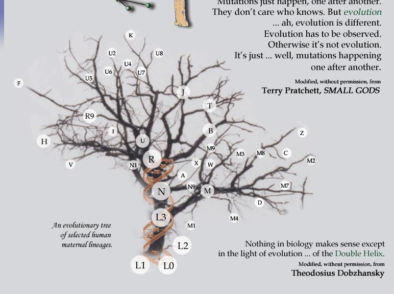 Department of Evolutionary Biology, Institute of Molecular and Cell Biology, Faculty of