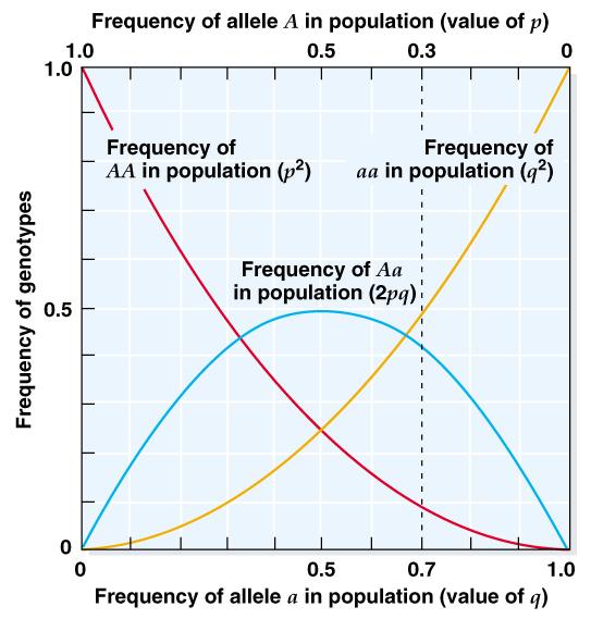 Οι συχνότητες των γενοτύπων, και σε σχέση με την συχνότητα των αλληλομόρφων A και a σε ένα πληθυσμός που βρίσκεται σε ισοζύγιο Hardy-Weinberg.
