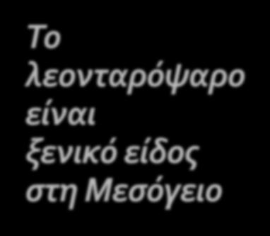 Το λεονταρόψαρο είναι ξενικό είδος στη Μεσόγειο Το λεονταρόψαρο είναι Λεσσεψιανός μετανάστης. Εισήλθε στην Μεσόγειο μέσω της διώρυγας του Σουέζ.