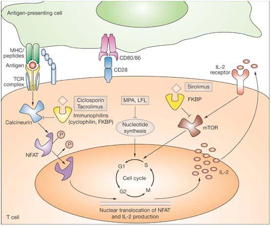 ΑΝΑΣΤΟΛΕΙΣ ΚΑΛΣΙΝΕΥΡΙΝΗΣ (CNIs) CYCLOSPORIN A (CsA), TACROLIMUS (FK506, TAC) ΑΝΕΠΙΘΥΜΗΤΕΣ ΕΝΕΡΓΕΙΕΣ (ΔΟΣΟΕΞΑΡΤΩΜΕΝΕΣ) ΑΥ Νεφροτοξικότητα CsA
