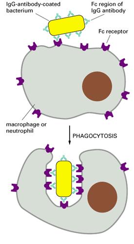 IgG Οι IgG μέσω της πρόσδεσης στους υποδοχείς τους Fc γ R ü μεσολαβούν στη φαγοκυττάρωση ανοσοσυμπλεγμάτων και