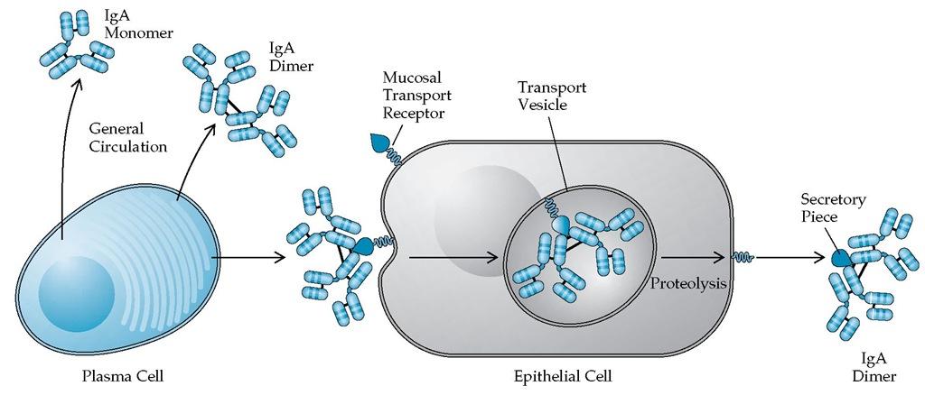 Εκκριτική IgΑ Τοπική ανοσία των βλενογόνων: Τα επιθηλιακά κύτταρα των οργάνων που καλύπτονται από βλενογόνους (έντερο, σιελογόνοι αδένες,
