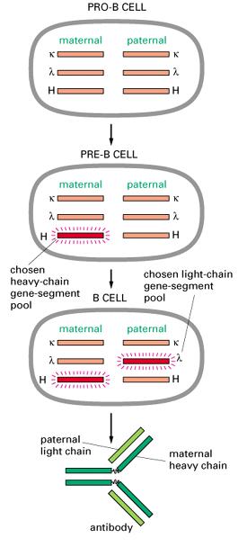 Αναδιατάξεις των γονιδίων των ανοσοσφαιρινών και οντογένεση των Β-κυττάρων Αρχικά στάδια ωρίμανσης των Β-λεμφοκυττάρων Ακολουθούν αυστηρή σειρά ü αναδιάταξη των γονιδίων των βαριών αλυσίδωνταυτόχρονα