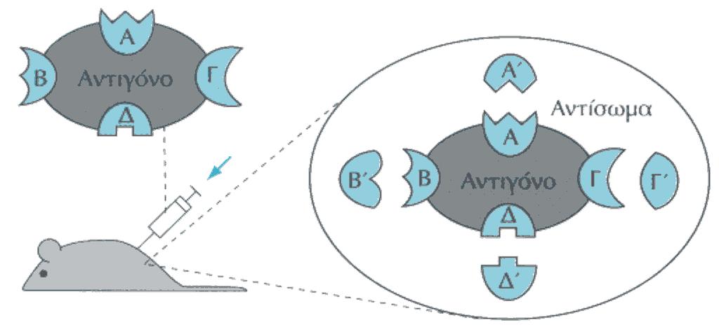 Πολυκλωνικά Αντισώματα Ανοσοποίηση: η παραγωγή ειδικών αντισωμάτων σε πειραματόζωα μετά από ένεση του αντίστοιχου αντιγόνου Ο ορός που περιέχει