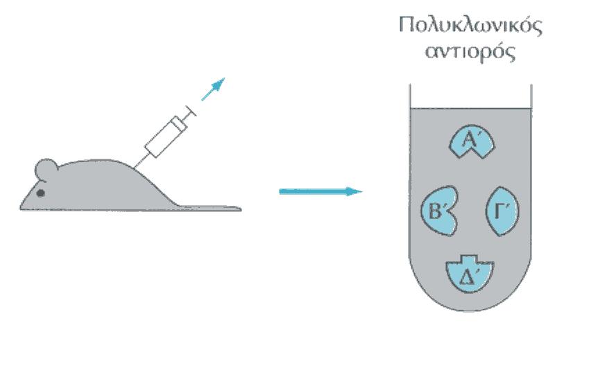 αντισωμάτων (πολυκλωνικό αντίσωμα) κάθε αντίσωμα στρέφεται εναντίον ενός από τους επιτόπους Διαφορετικά αντιγόνα έχουν κοινούς επιτόπους