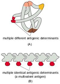 Αντιγονικός καθοριστής (anngenic determinant) ή επίτοπος Η περιοχή του μορίου του αντιγόνου που συνδέεται με αντισώματα ή υποδοχείς στην επιφάνεια των λεμφοκυττάρων Διαφορετικοί επίτοποι Όμοιοι