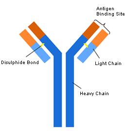 Η μοριακή δομή των ανοσοσφαιρινών Κοινή δομική μονάδα 2 ελαφρές αλυσίδες (light chains, L) 2 βαριές αλυσίδες (heavy chains, H) H 2 L 2 Δύο όμοιες θέσεις σύνδεσης
