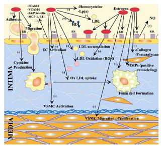 Beneficial effects of estrogen in vessels with no or early signs of atherosclerosis total- & LDL-cholesterol, Lp(a) fibrinolytic & thrombotic activity ( PAI-1, homocysteine & fibrinogen) NO