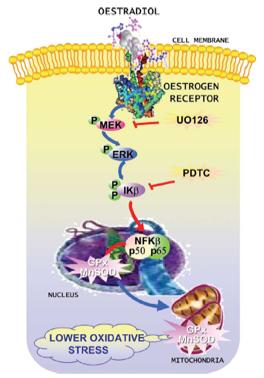 Proposed mechanism for the action of estradiol on the expression of