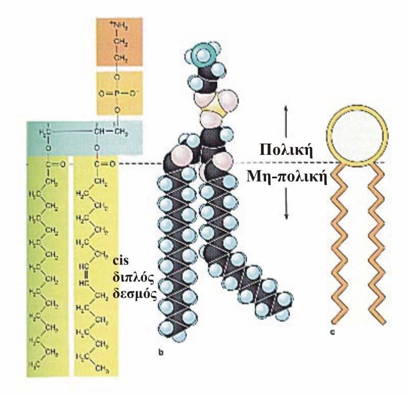 i. Μεταξύ των λιπιδίων αλληλεπιδράσεις, όπως: υδρόφιλες αλληλεπιδράσεις ανάµεσα στις πολικές οµάδες και αλληλεπιδράσεις Van der Waals ανάµεσα στις υδρογονανθρακικές αλυσίδες και ii.