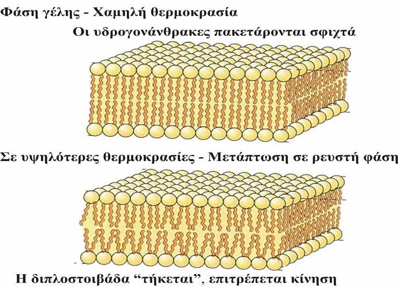 Οι πιο συχνά παρατηρούµενες αλλαγές φάσης συµβαίνουν στην υψηλότερη θερµοκρασία, στην οποία η µεµβράνη αποδιατάσσεται από την οργανωµένη µορφή της γέλης (gel) ή του στερεού (solid) και µεταβαίνει σε