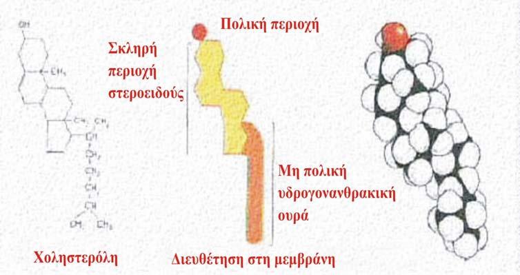 ασταθή λιποσώµατα (PC). Συγκεκριµένα, η χοληστερόλη ενσωµατώνεται σε φωσφολιπιδικές µεµβράνες επιφέροντας αλλαγές στις ιδιότητές τους π.χ. στη ρευστότητα και διαπερατότητά τους.