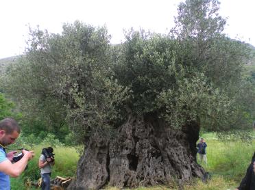 ριπτώσεις. Πολλά από αυτά που ζουν στην κρητική γη επί αιώνες ή και χιλιετίες, σε πολλές περιπτώσεις με ιστορική και μνημειακή αξία, αποτελούν εμπόδια για κατασκευές δημοσίων ή και ιδιωτικών έργων.