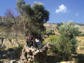 ειδησεογραφία ενηµέρωση μουσικοσυνθέτης Μίκης Θεοδωράκης, ο οποίος αμέσως εξέφρασε την υποστήριξή του στην πρωτοβουλία διάσωσης και ανάδειξης των αρχαίων και των ιστορικών ελαιόδεντρων.