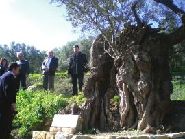 ελαιώνας Κρήτης στο βάθος του χρόνου». Βάση δεδομένων για τα αρχαία ελαιόδεντρα Οι επιστήμονες του ΤΕΙ Κρήτης μετέχουν στις συναντησεις των Πολιτιστικών Συλλόγων που γίνονται σε χωριά των 4 Νομών.