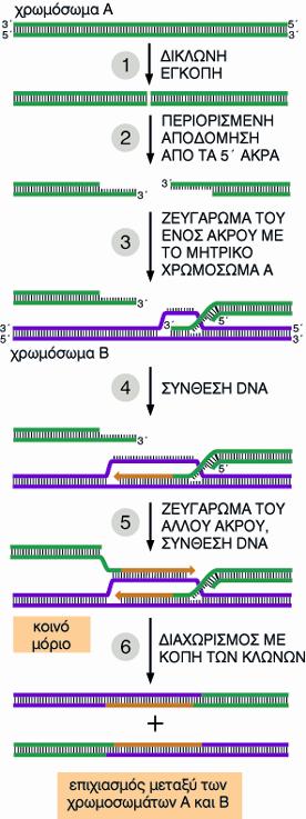 Στην πραγματικότητα, με την ανάμειξη αλληλουχιών γενετικού υλικού στα χρωμοσώματα, ο επιχιασμός ανασυγκροτεί περιοχές DNA με νέους τρόπους