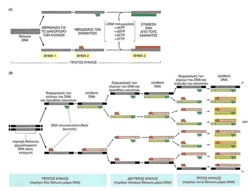 Εικόνα 2: Σχηµατική απεικόνιση της PCR. Από Alberts (2006) III. Πολυµορφισµοί Μήκους Ενισχυµένου Θραύσµατος (AFLPs) Μοριακοί δείκτες που προκύπτουν απο τον συνδυασµό της RFLPs τεχνικής µε την PCR.