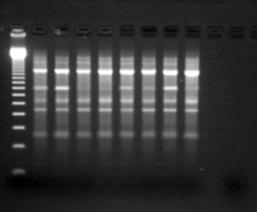 Παράρτηµα 1 Εικόνα 1: Πολυµορφικές ζώνες RAPD του εκκινητή OPA01.