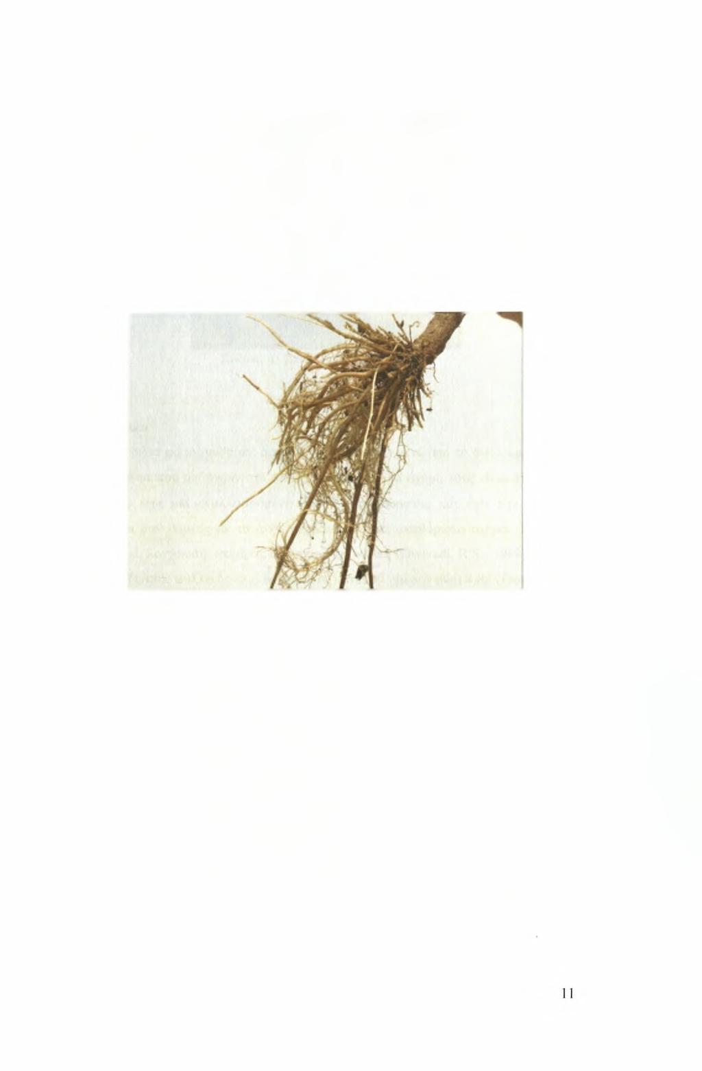 2.3.3 Ρίζα Σύμφωνα με τον Schmeling (1967) η ρίζα έχει ινώδη υφή, είναι σχεδόν θυσσανώδης, πολυετής και έχει πολλές πλάγιες ρίζες.