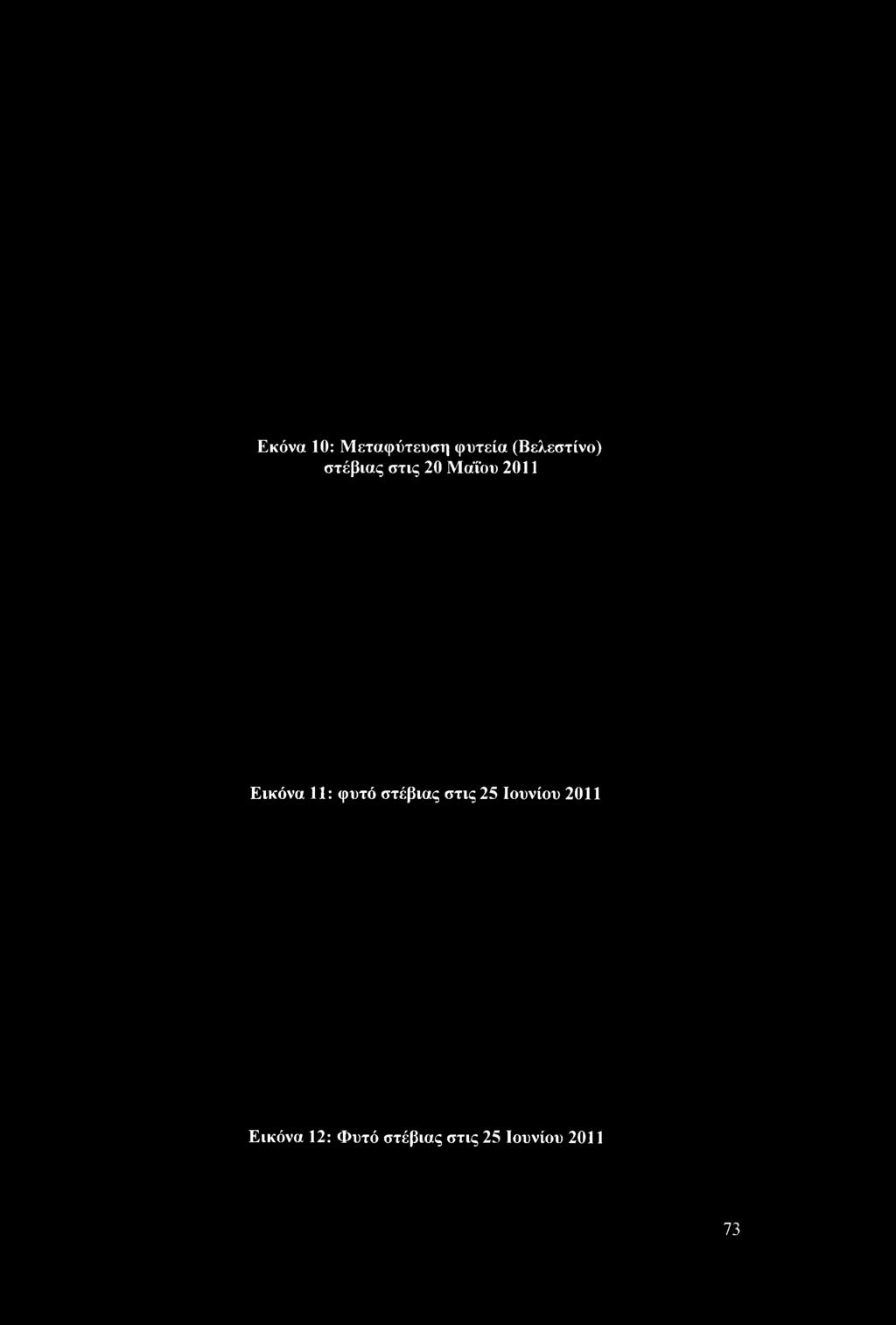 φυτό στέβιας στις 25 Ιουνίου 2011 Εικόνα