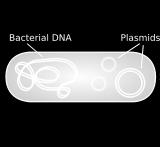 Μετασχηµατισµός Πλασµίδια: «οχήµατα µεταφοράς» γονιδίων στα κύτταρα του δέκτη (φορείς κλωνοποίησης) Χαρακτηριστικά: Κυκλικά µόρια DNA Μικρό µέγεθος