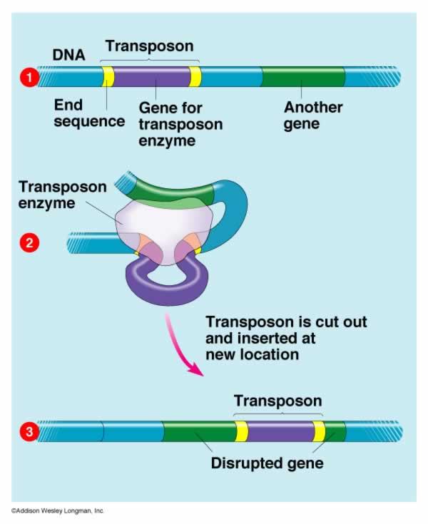 Εσωτερική µεταφορά γονιδίων Τρανσποζόνιο: Γονίδιο που έχει τη δυνατότητα να μετακινηθεί από ένα τμήμα DNA σε άλλο (εσωτερικά, στο ίδιο