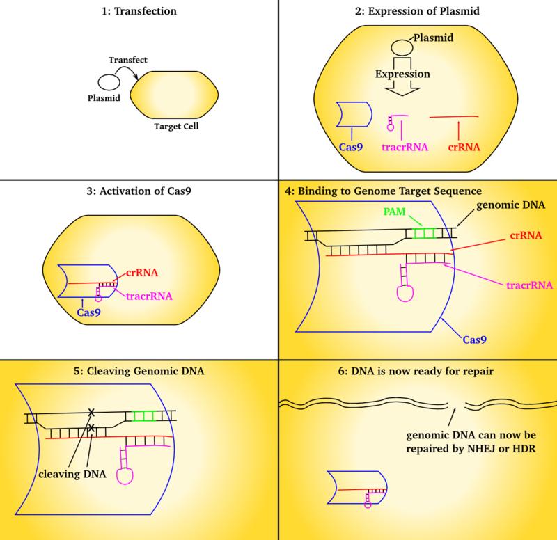 CRISPR Clustered Regularly