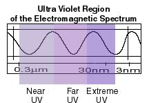Το Υπεριώδες Το υπεριώδες (UV) φως έχει πιο µικρά µήκη κύµατος από το ορατό φως 300nm 30nm Αν και τα κύµατα αυτά είναι αόρατα στο ανθρώπινο µάτι, µερικά έντοµα, όπως οι µέλισσες, µπορούν να τα δουν Η