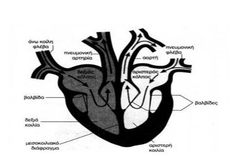 Η καρδιά είναι το κέντρο του κυκλοφορικού συστήματος Είναι μια «διπλή αντλία»: τα δύο μέρη της καρδιάς (αριστερό και