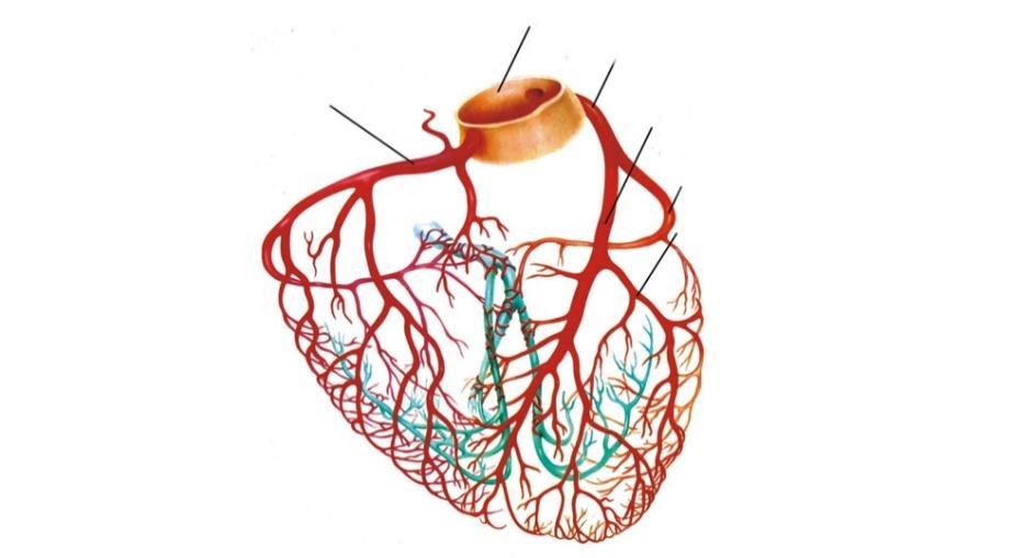 Στεφανιαίες αρτηρίες Η καρδιά χρειάζεται και η ίδια αίμα για τα δικά της κύτταρα Το O 2 και τα τροφικά μόρια που χρειάζονται τα κύτταρα της καρδιάς για την παραγωγή της δικής τους ενέργειας δεν