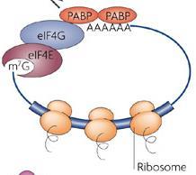 Προσθήκη της 3 poly(a) ουράς και πρόσδεση PABP (polya binding proteins) 3.