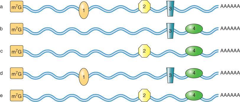 Τα mrnas αλληλεπιδρούν με πρωτεΐνες και σχηματίζουν mrnps Τα mrnas αλληλεπιδρούν με έναν συνεχώς μεταβαλλόμενο πληθυσμό πρωτεϊνών καθ όλη τη διάρκεια του κύκλου ζωής τους, προσδίδοντάς