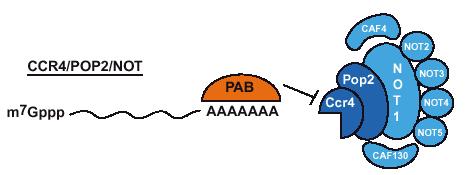 Ο μηχανισμός αποαδενυλίωσης 1) PAN σύμπλοκο: -Πρώτη φάση -αργή διάσπαση - Αποτελείται από PAN2 (καταλυτική) και PAN3 (ρυθμιστική) υπομονάδα.