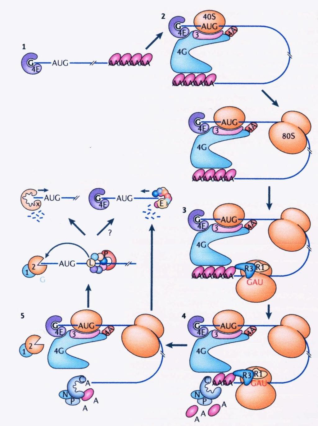 6 O κύκλος ζωής του mrna στο κυτταρόπλασμα. 4.