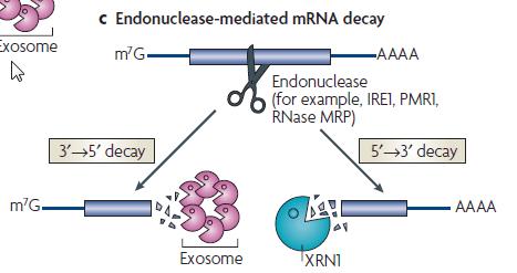 Μια ειδική ενδοριβονουκλεάση διασπά το mrna, και σηματοδοτεί την περαιτέρω αποικοδόμησή του, με τη στρατολόγηση του εξωσώματος και την 5 3 εξωνουκλεολυτική δράση της